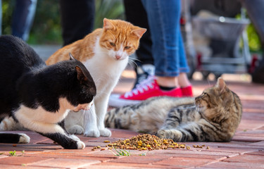 Wild cats in Cat Sanat Parki , cat park in Istanbul, Turkey. Multiple cats eating and fighting over food © Antonio