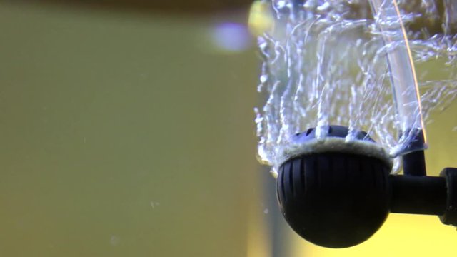 Fish Tank Air Bubbles