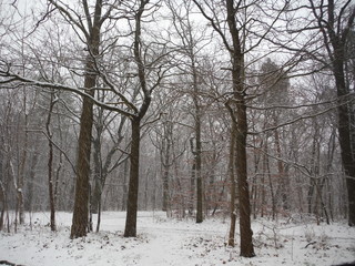 Snowing between trees without leaves in winter