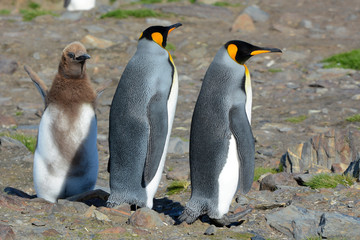 Pinguin-Eltern mit Jungvogel
