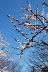 東京都立川の国営昭和記念公園で咲く梅の花