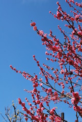 東京都立川の国営昭和記念公園で咲く梅の花