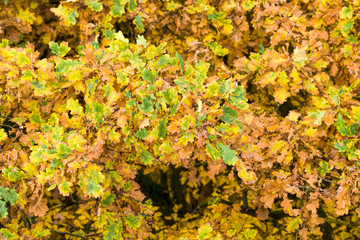 abstract background of autumn foliage
