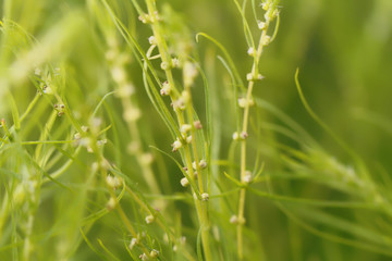 Natural green background