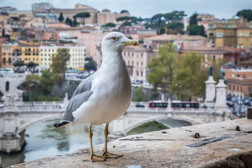 A Seagull sits on a stone column against a blurred view of Rome from the Castle of St. Angelo. Selective focus. Rome, Italy