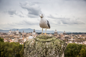 A Seagull sits on a stone column against a blurred view of Rome from the Castle of St. Angelo....