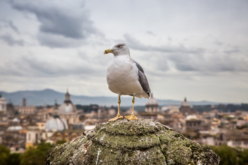 A Seagull sits on a stone column against a blurred view of Rome from the Castle of St. Angelo....
