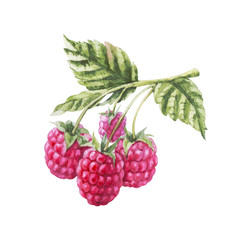 Handpainted watercolor pink raw raspberry branch isolated on white background with leaf
