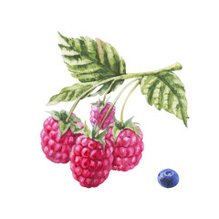 Handpainted watercolor pink raw raspberry branch isolated on white background with leaf and blueberries