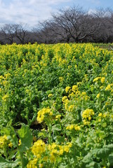 東京都立川の国営昭和記念公園の菜の花畑の風景