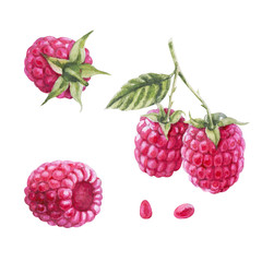 Handdrawing watercolor raspberry set isolated on white background with leaf and seed