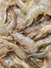 Close up fresh shrimps. prawns raw. seafood background.