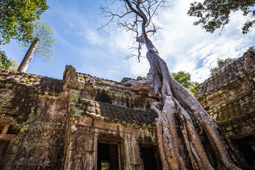 Ta Prohm, Angkor Wat, Cambodia