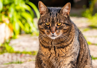 cranky cat giving you the cranky stare