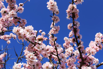 Almond blossoms, cherry blossoms