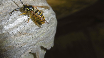 Vespe aud Ihrem Nest 