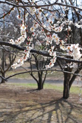 東京都立川の国営昭和記念公園で咲く梅の花