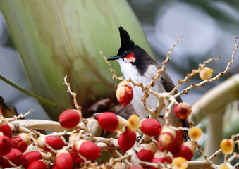 Southeast Asian Red-whiskered bulbul (Pycnonotus jocosus), Mauritius, Africa.