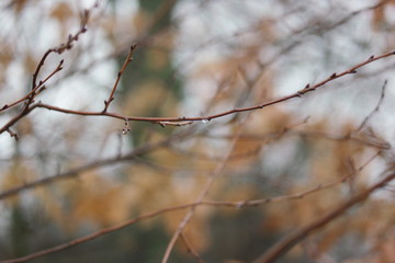 Fototapeta na wymiar raindrops on branches in winter