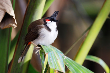 Southeast Asian Red-whiskered bulbul (Pycnonotus jocosus), Mauritius, Africa.