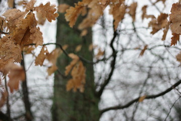 branch of tree in winter
