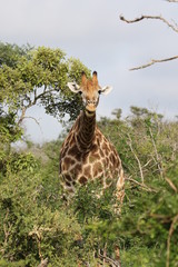 Giraffe Kruger National Park