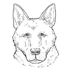 Sketch German Shepherd Dog Face Front View.