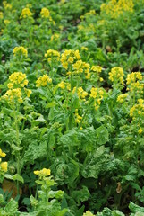 Obraz premium 東京都立川の国営昭和記念公園の菜の花畑の風景