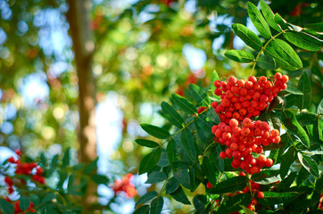 red berries of viburnum on a branch