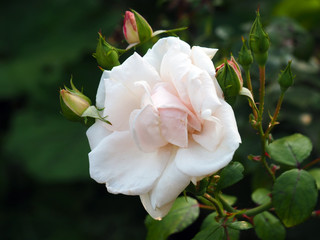 Blooming light pink rose with rosebuds and green leaves in a park in the summer on a sunny day