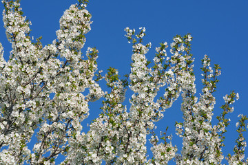 Cherry blossom trees with blossoming white flowers and clear blue sky