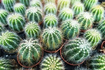 Cactus plants in pot. Beautiful little cactus background. 