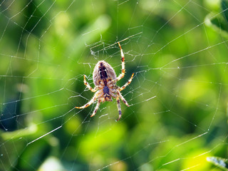 Large spider in a spiderweb in the sun with green leaf background during summer in a forest in Europe.