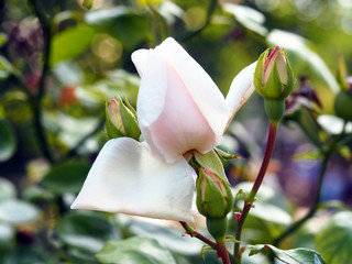 Blooming light pink rosebuds and green leaves in a park in the summer on a sunny day