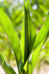 natural non-GMO corn field