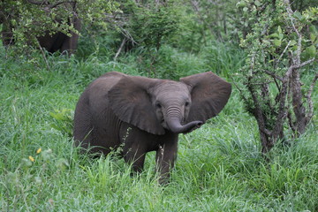 Fototapeta premium Baby Elephant