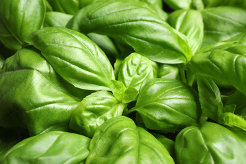Fresh basil leaves as background, closeup view