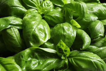 Fresh basil leaves as background, top view