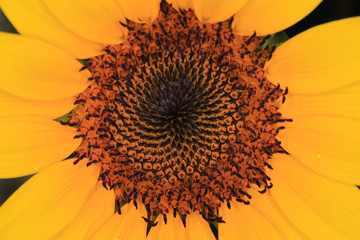 beautiful Flower of sunflower isolated closeup detail view