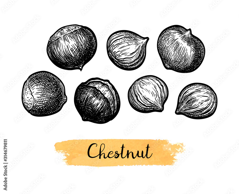 Canvas Prints ink sketch of chestnuts.