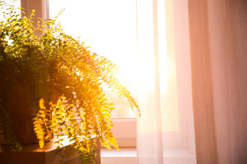 Fern plant on table at home, closeup. Space for text