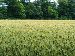 Summer wheat field with green trees in the background in North Yorkshire, England