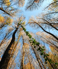 Autumn forest leaves falling scene. Koycegiz/mugla-turkey