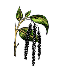 Black pepper leaves, herbs and spices. Allspice in Vintage style. Engraved hand drawn vector sketch for background
