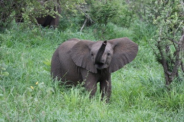 Naklejka premium Baby Elephant Kruger National Park