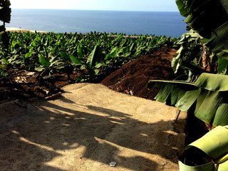 Banana plantation receiving a load of compost for improving the soil and crop production