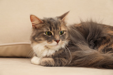 Cute fluffy cat on sofa at home. Domestic pet