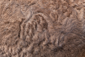 Closeup of camel brown fur.
