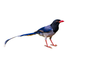 Blue magpie bird on white background.