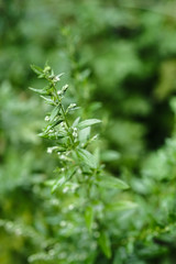 Artemisia vulgaris  or Sundamala shot with natural light.